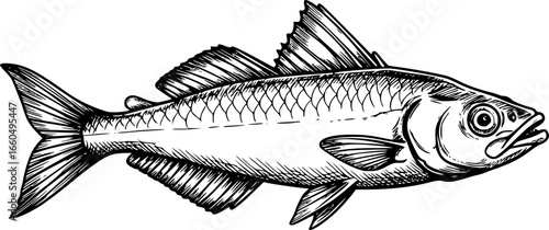 Bowfin Hand sketched, hand drawn vector clipart