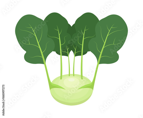 Colorful kohlrabi, vegetable, leaves.