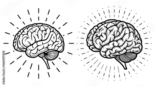 Abstract vector illustration of the human brain with cerebral anatomy for a medical science design