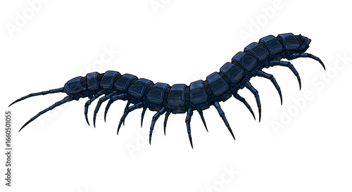 Detailed dark centipede design with segmented body and legs