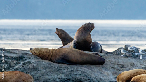 sea lion on the beach
