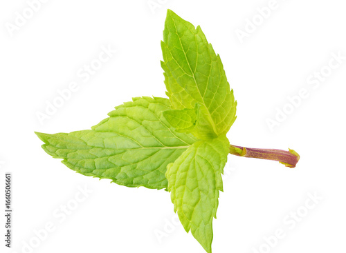 Fresh mint leaves isolated on white background