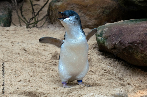 Little Blue Penguin (Eudyptula minor)