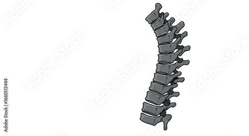 Realistic anatomical spine illustration for medical use