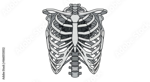 Detailed human rib cage anatomy in monochrome style