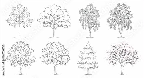 Collection of detailed black outline tree illustrations including oak, pine, and deciduous species for eco projects, education, and architectural landscaping design