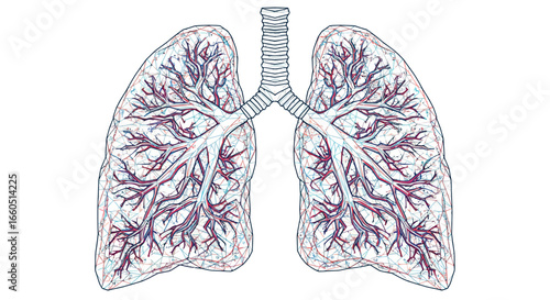 Detailed anatomical lung diagram with bronchi and blood vessels