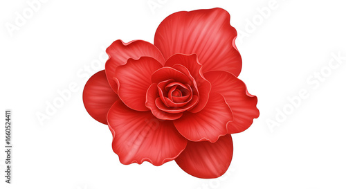 Wallpaper Mural Red Begonia Flower with Curved Petals in Bloom, Vibrant Garden Plant, Botanical Photography, Nature Illustration, Floral Art Torontodigital.ca