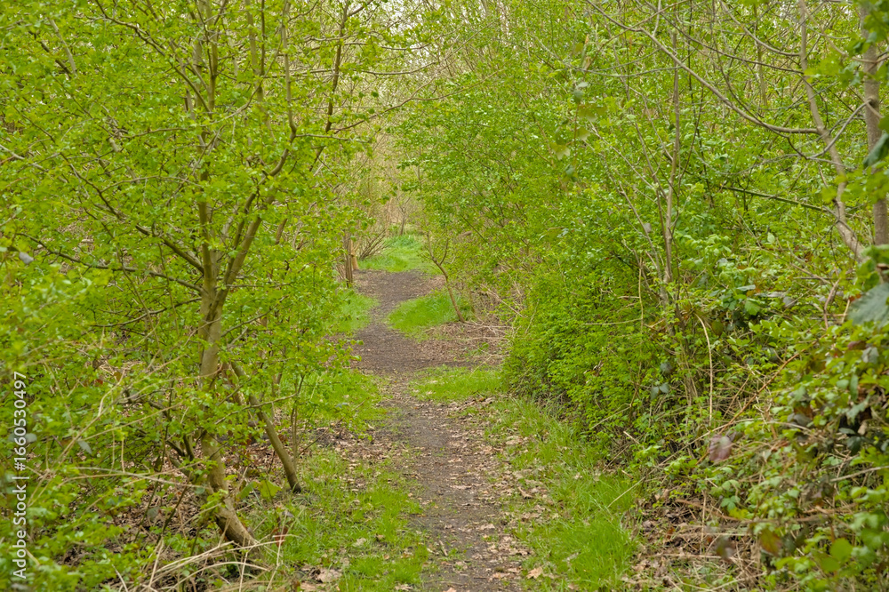 Obraz premium hiking trail with through a lush green spring forest in Bourgoyen nature reserve, Ghent, Flanders, Belgium 