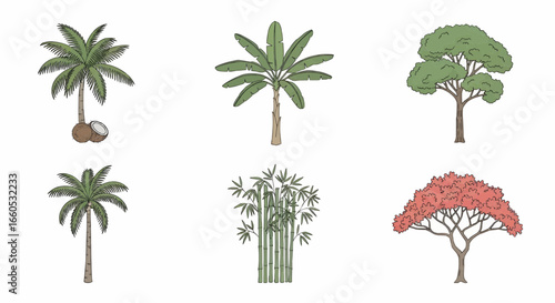 Vector illustration of tropical and exotic trees including palm, acacia, and ornamental species for landscaping and environmental design.