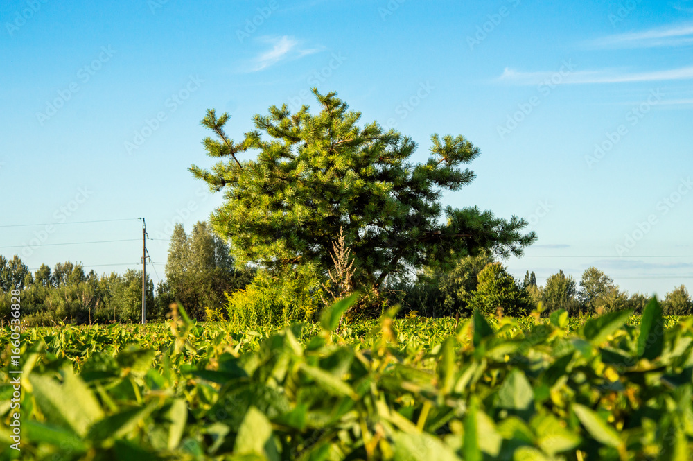Obraz premium A vibrant soybean field flourishes under a bright blue sky, featuring a single tree surrounded by lush vegetation on a sunny day