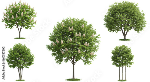 Six young deciduous trees, two blooming white horse chestnuts and four green-leaved with support stakes, against a seamless transparent background. Concept for botanical design assets