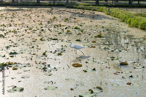 A white egret heron standing gracefully in a pond full of lily pads in a shallow water body.