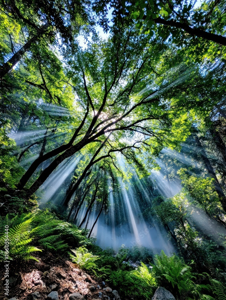 Obraz premium Sunlight streams through forest canopy (1)