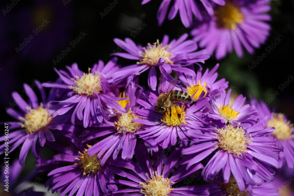 Fototapeta premium Close up of Flowers with a been carrying pollen