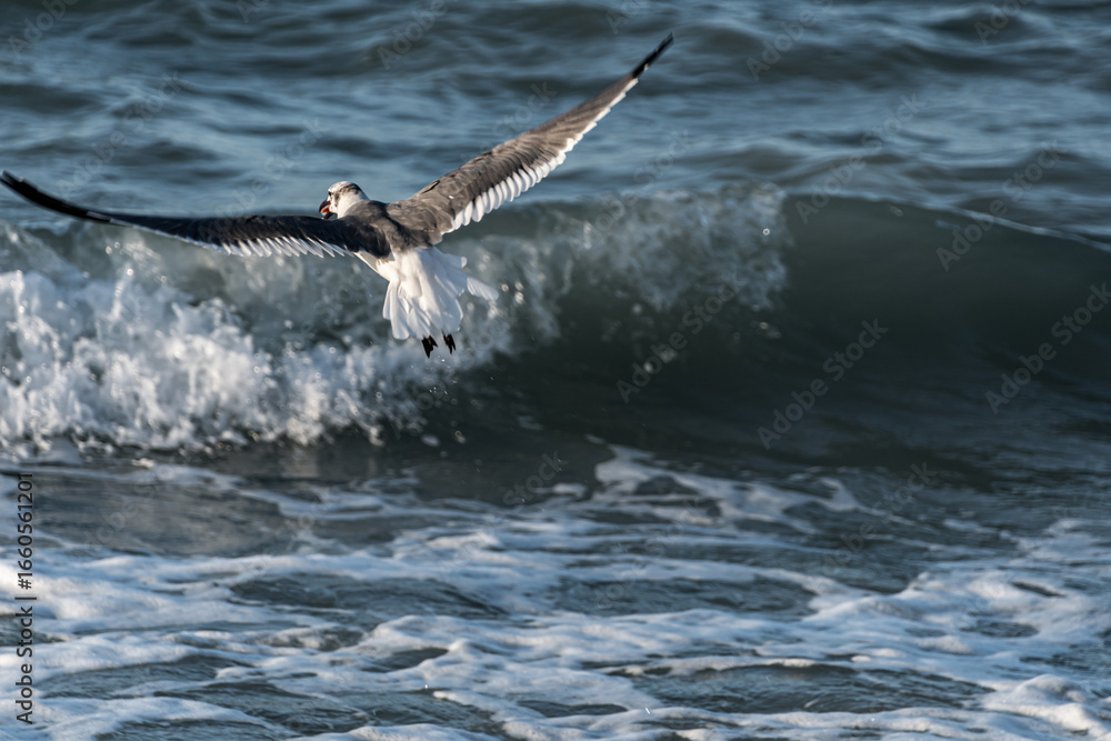 Fototapeta premium Seagull taking flight over the sea. Concept of freedom, beginnings.