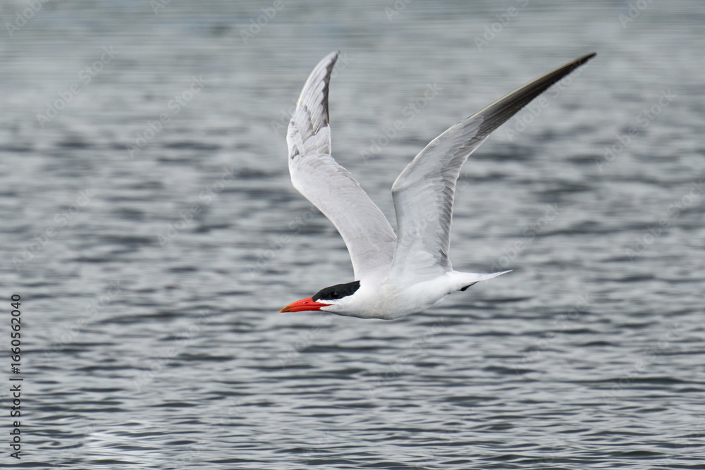 Obraz premium Caspian tern (Hydroprogne caspia)