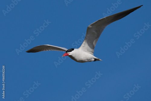 Caspian tern (Hydroprogne caspia)