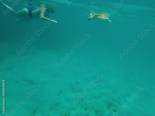 Wallpaper Mural Swimming with sea turtle in St John USVI Torontodigital.ca