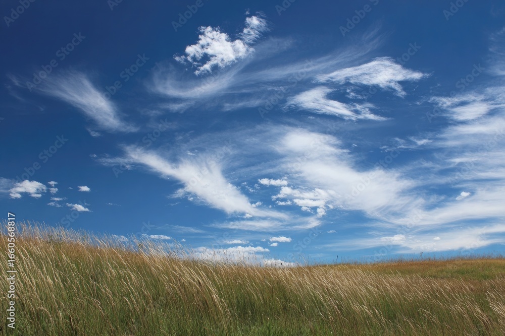 Obraz premium green grass and blue sky