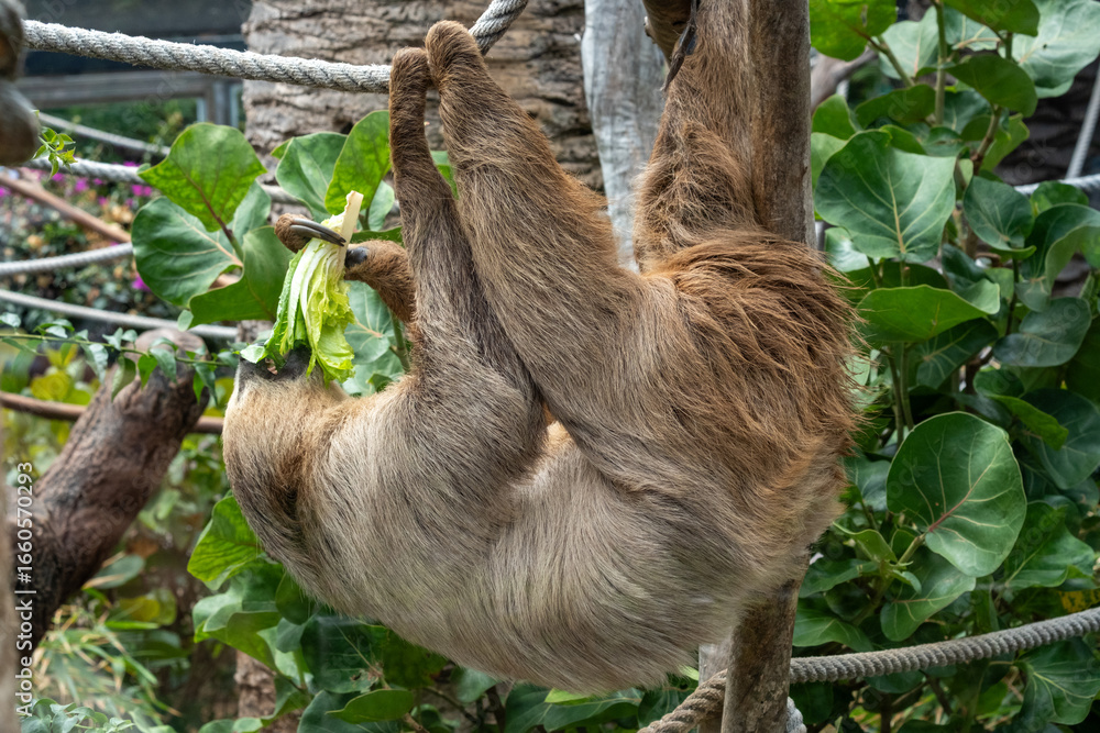 Fototapeta premium Sloth hanging upside down on rope eating lettuce in lush green jungle habitat