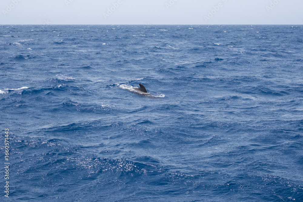 Fototapeta premium Majestic whale fin breaking through ocean waves under clear sky