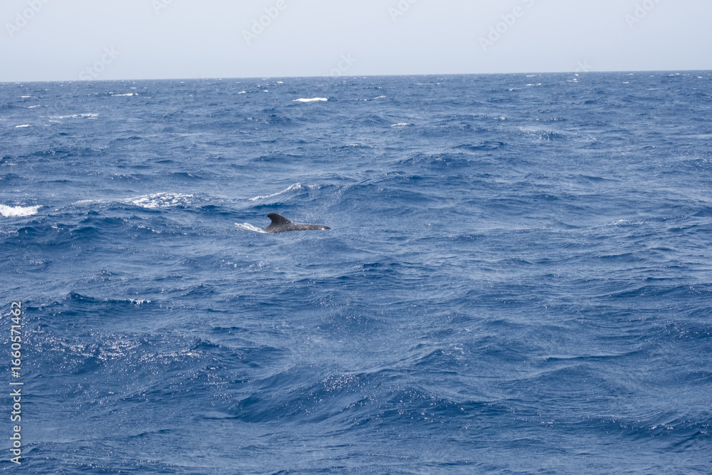 Fototapeta premium Solitary dolphin in vast ocean: a serene look at marine wildlife