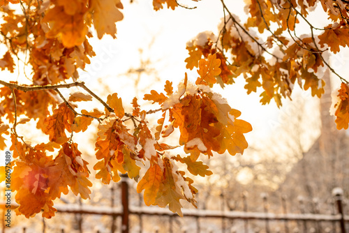 Atmospheric winter view with snowy dry leaves in the park and trees. Frost-covered dry oak leaf on a tree with a blurred background