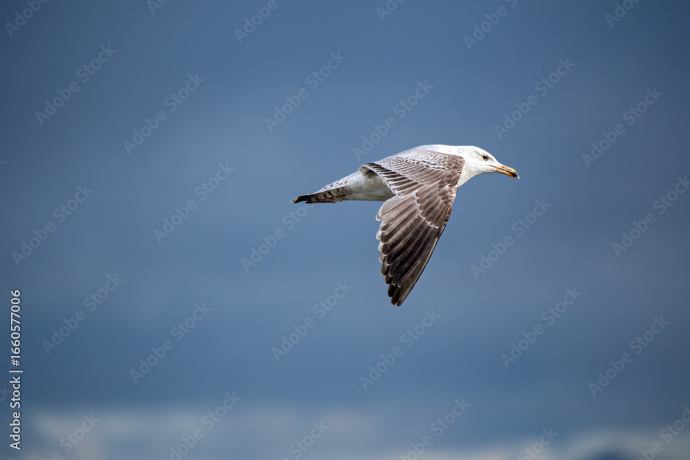 Obraz premium Herring Gull (Larus argentatus) widespread along coasts and urban areas across Europe and North America
