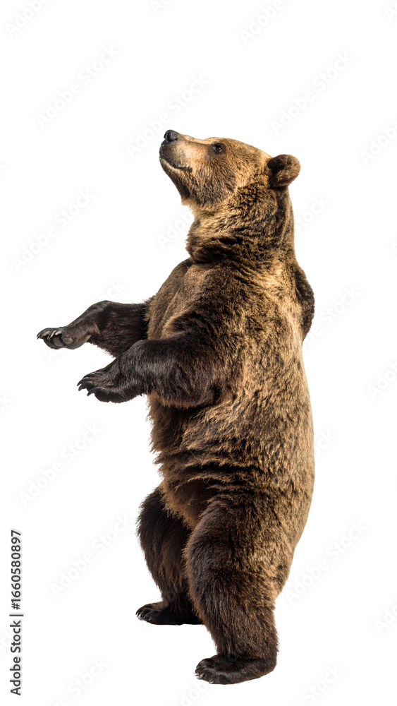 Fototapeta premium Brown bear standing on hind legs and looking up on transparent background