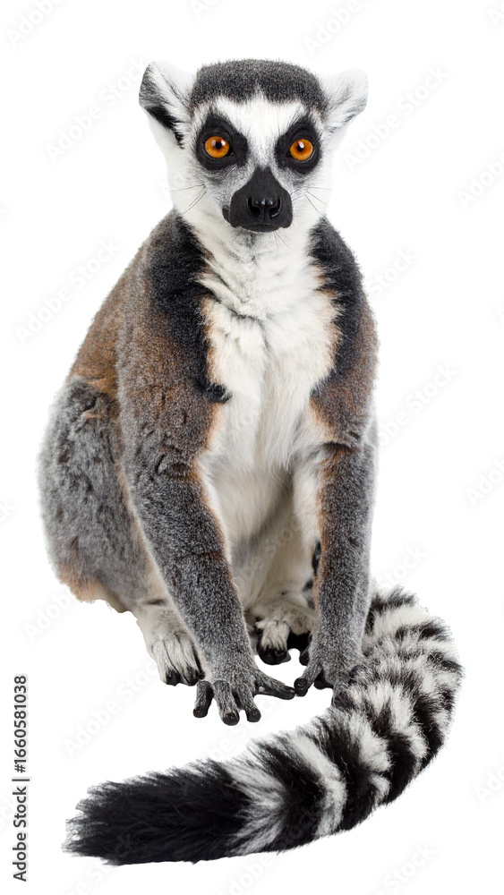 Obraz premium Ring-tailed lemur sitting and showing its beautiful striped tail on transparent background