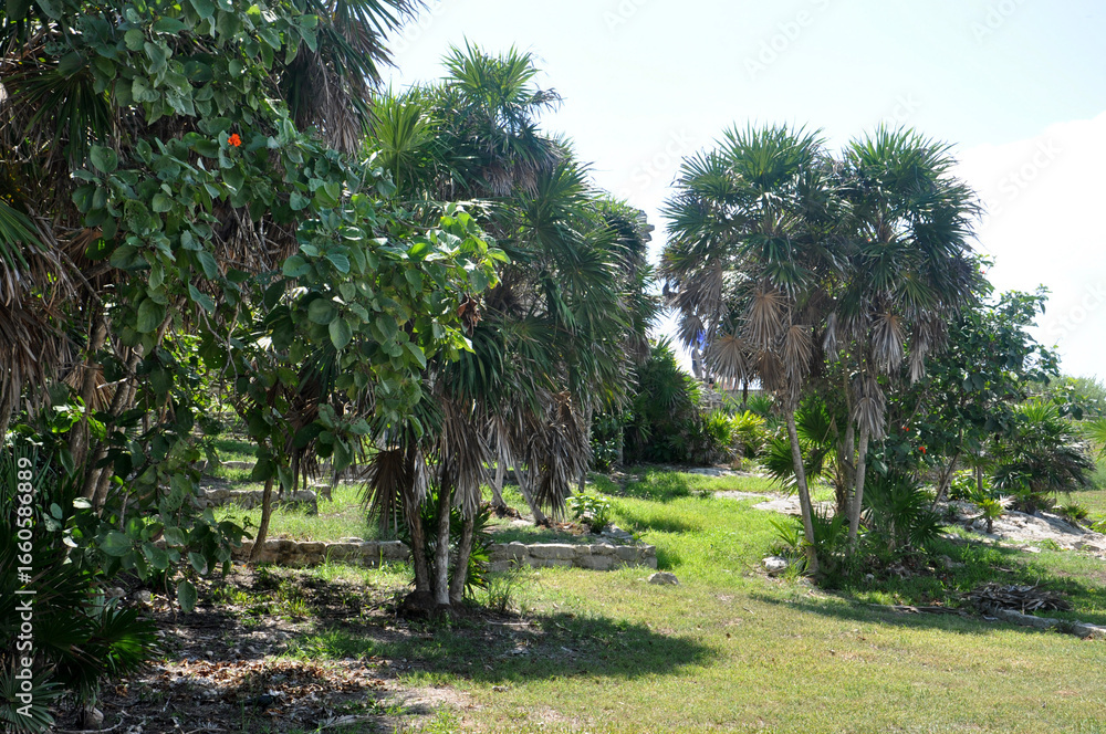 Obraz premium Tulum- Jaguar park 