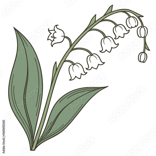 Vector illustration of hand drawn lily of the valley flower illustration, a fragrant and elegant bloom, perfect for spring wedding decoration and botanical design