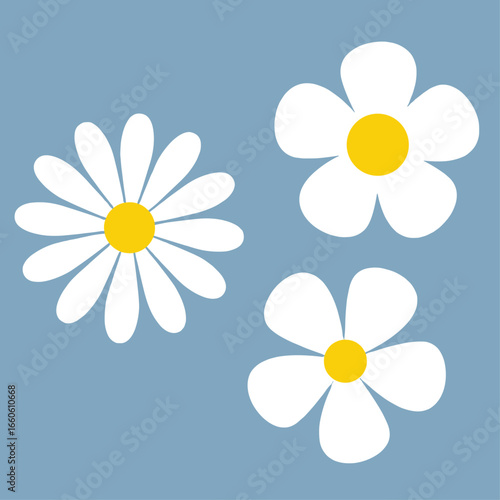 Daisy Flower