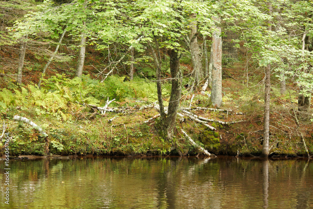 Obraz premium Trees lining the riverbank