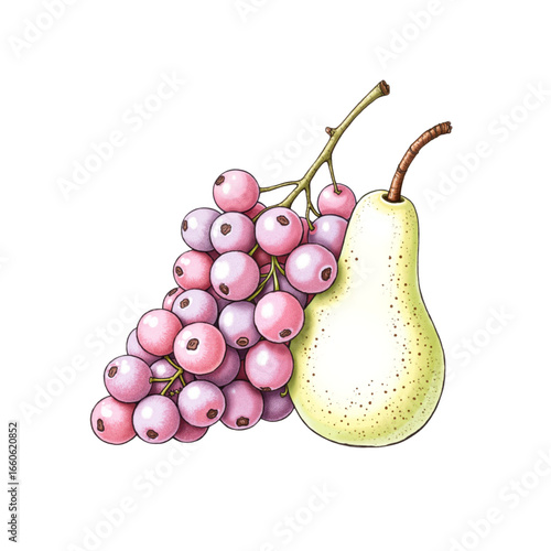 Grapes and pear illustrated on white background  