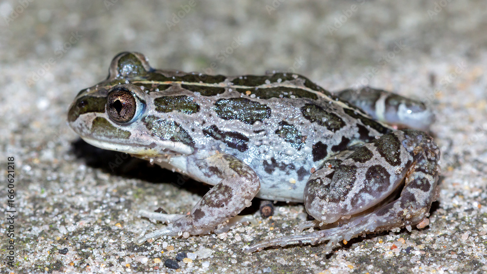 Fototapeta premium Spotted marsh frog resting on sandy ground