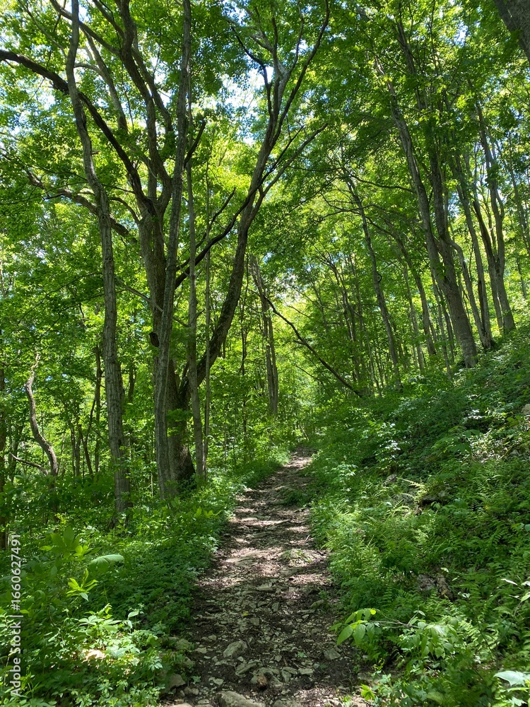 Fototapeta premium path in the forest hiking in the woods