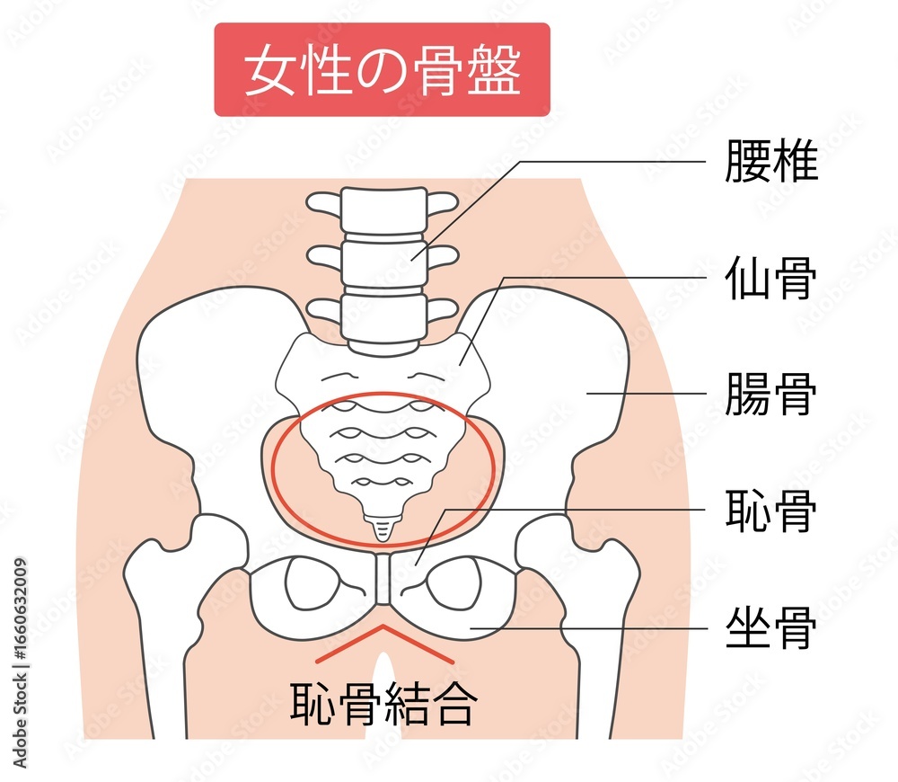 Obraz premium 女性の骨盤