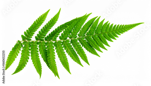 Green Fern Leaves Isolated on White Background with Clipping Path, Tropical Foliage Decor