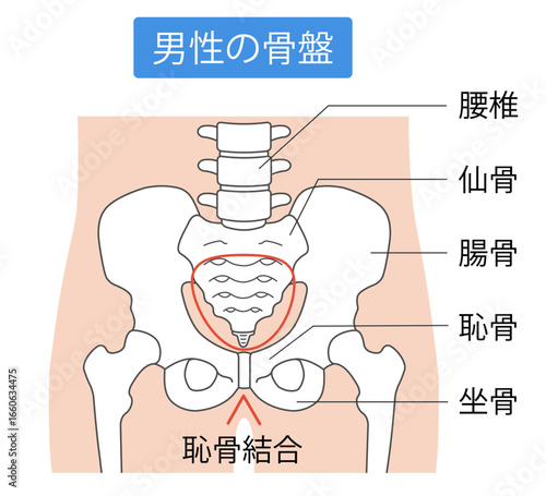 男性骨盤