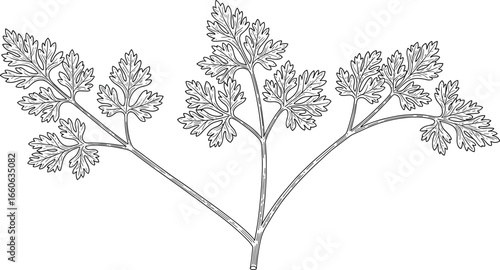 Cilantro sprig CAD drawing, botanical vector illustration, herb sketch, culinary garnish, fresh leaves, nature element, seasoning plant, flat style art