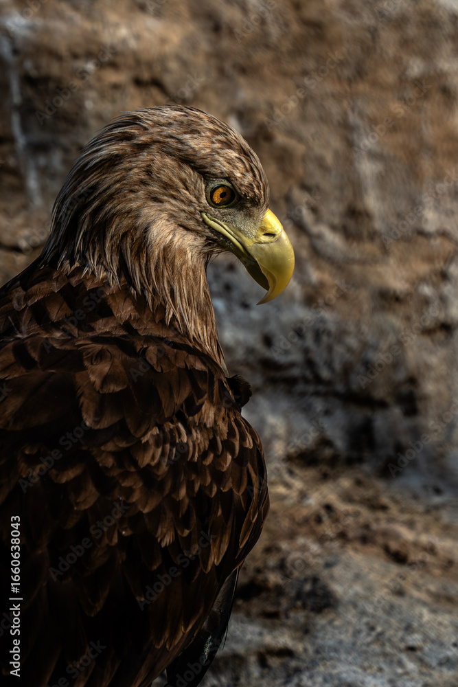 Obraz premium Golden Eagle