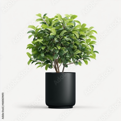 Stylish Modern Potted Plant in Black Pot , white background cut out PNG