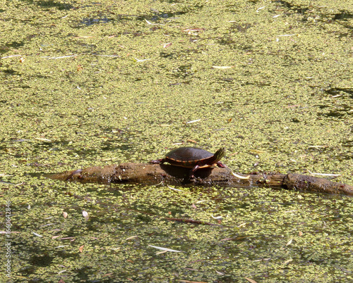 Wallpaper Mural Turtle sitting on the trunk in pond Torontodigital.ca