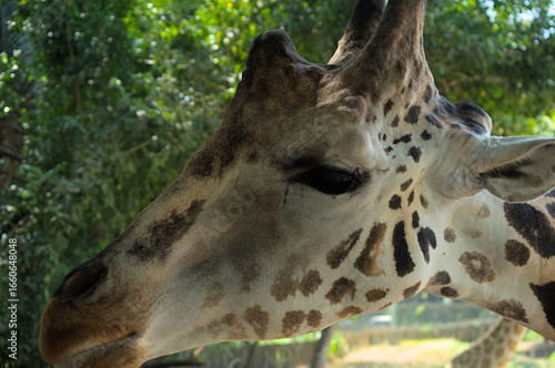portrait of a giraffe