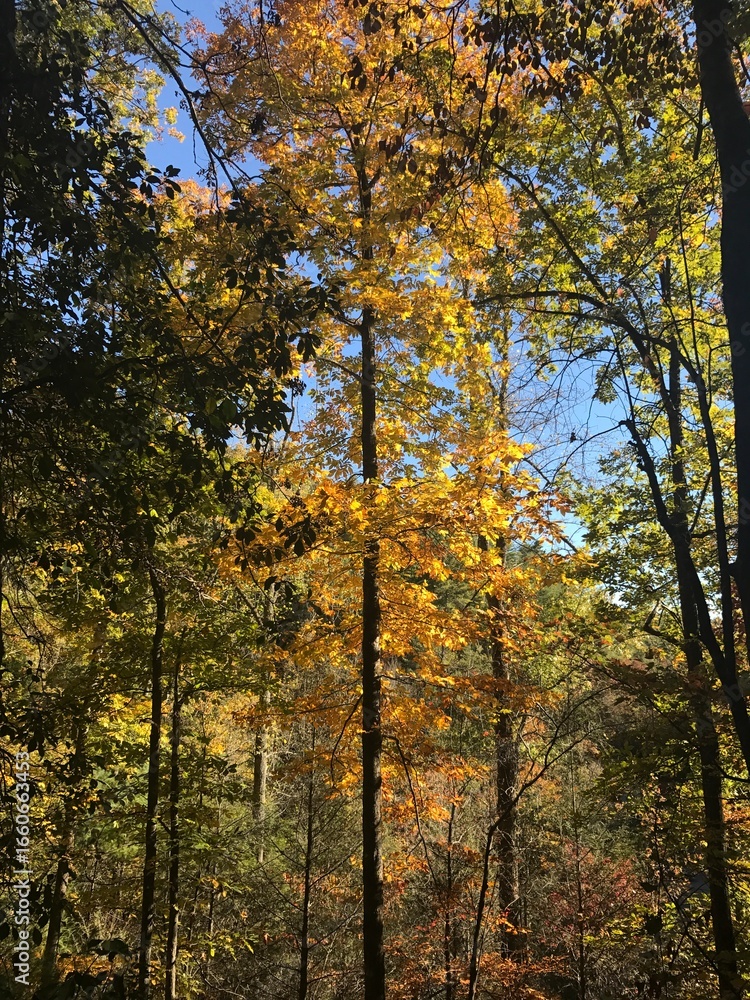 Fototapeta premium autumn in the forest