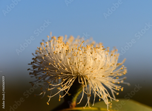 Macro Close-Up of Eucalyptus Flower with Leaves