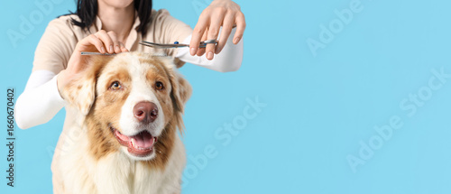 Female groomer cutting Aust...
