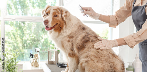 Female groomer brushing Aus...